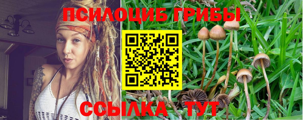 Галлюциногенные грибы Cubensis  Галлюциногенные грибы Cubensis  Алексин  Вход с VPN 